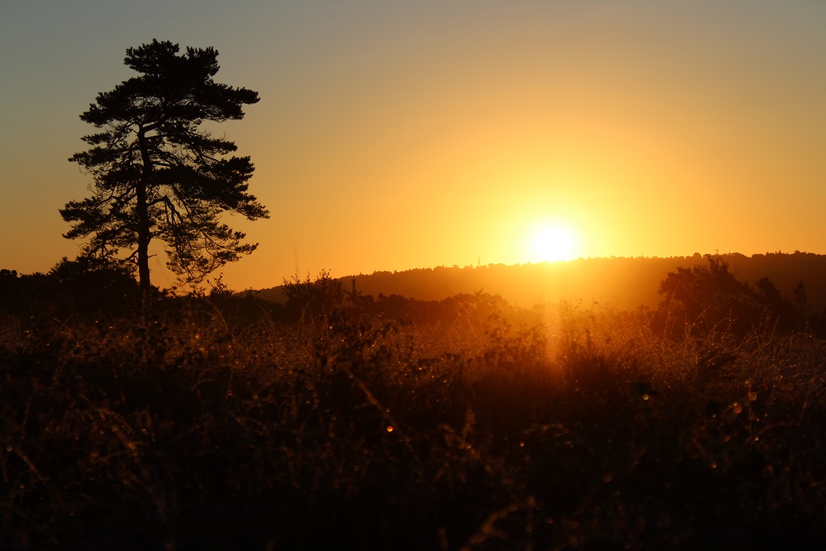 Golden sunrise on the Ashdown forest